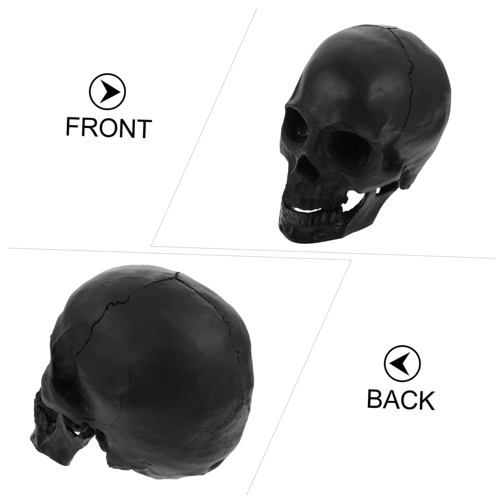 1pieza Modelo De Cráneo Humano para Decoración De Halloween Escultura Detallada y Artística Adorno Gótico para Hogar y Colección para Celebraciones y Fiestas