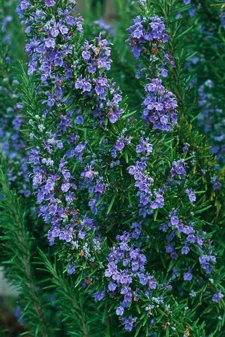 Image of Live Rosemary Plant with Pot Salvia Rosmarinus Original Herbal Aromatic Plant for Hair Care Cooking Kitchen Garden Indoor Outdoor Medicinal Plant for Home Balcony Terrace Pack of 1