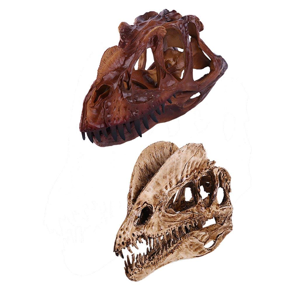 2Pcs Creative Resin Dinosaur Skeleton Skull Model Ornament Dilophosaurus and Ceratosaurus Resin Dinasaur Ornaments