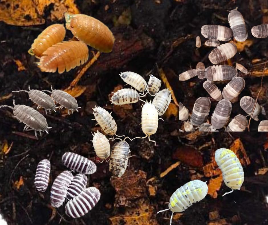 Live Isopods Mystery Mix, 20 Count, 5 Species Variety Pack for Bioactive Terrarium Clean Up Crew