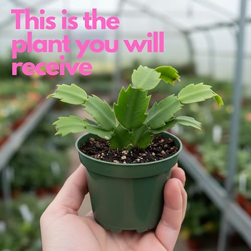 Miniatura 2 de Planta de cactus de Navidad púrpura viva  Planta decorativa de interior de 3 a 4 pulgadas de alto para el hogar y la oficina  Plantas de Navidad