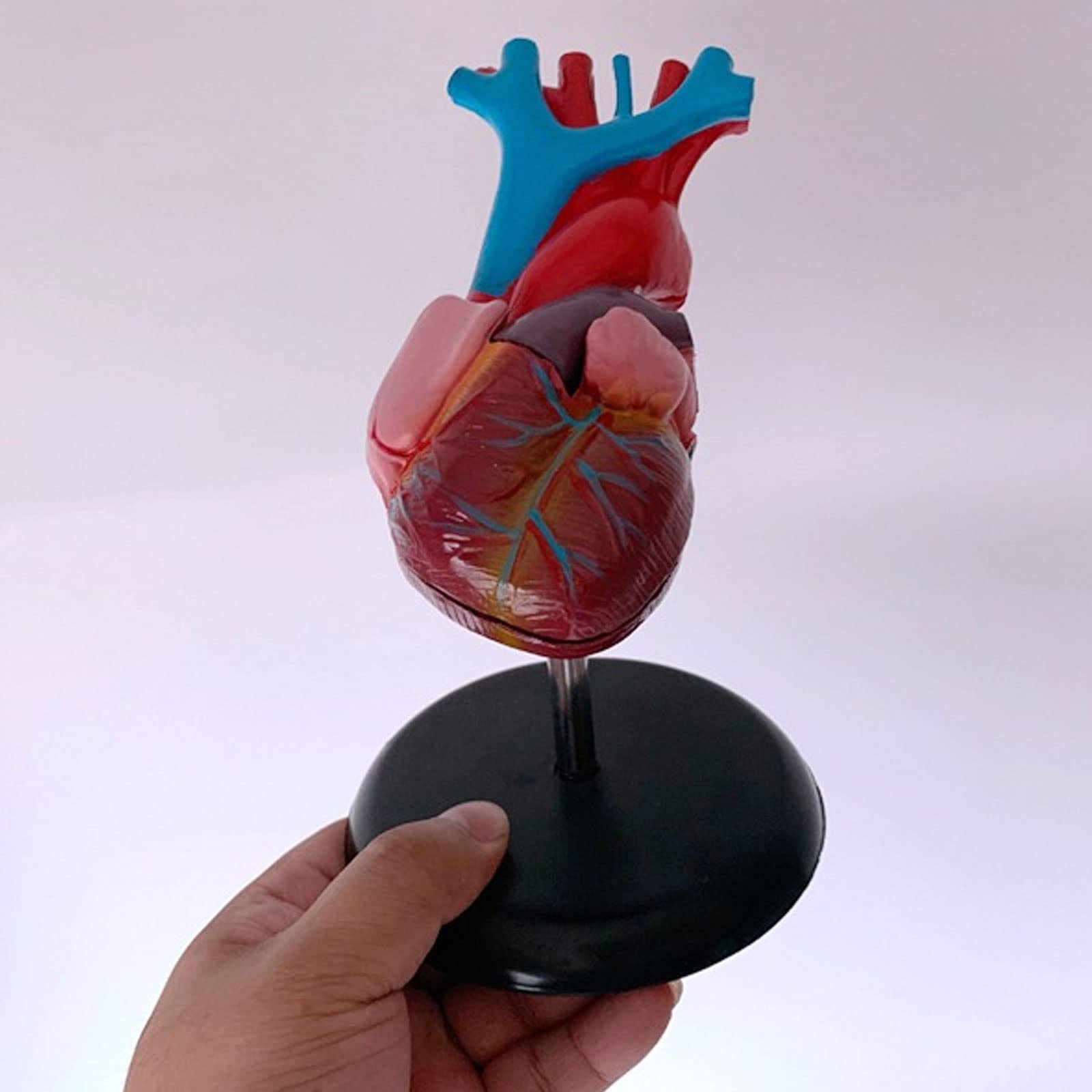 1:1 Cuerpo Humano Anatomía Cardíaca Desmontable Viscera Modelo De Enseñanza Médica Equipos Y Suministros Educativos