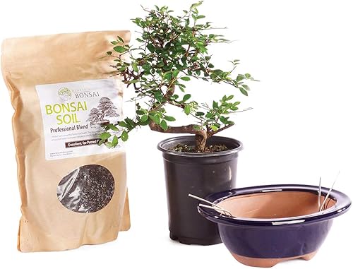 Miniatura 15 de Brussel's Bonsai Paquete de regalo de árbol de olmo chino vivo para exteriores, árbol bonsái pequeño, kit de bonsái con maceta de cerámica