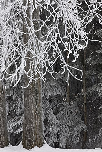 Hoar Frost on Trees Poster Print 12x19