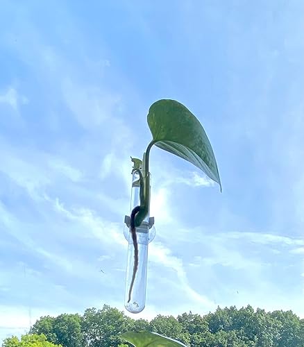 Miniatura 4 de 4 Window Vases, Glass Test Tubes Vases with Suction Cups for Propagation, hydroponic projects, Home Decor, Car Decor, Bathroom Decor Pack of 4