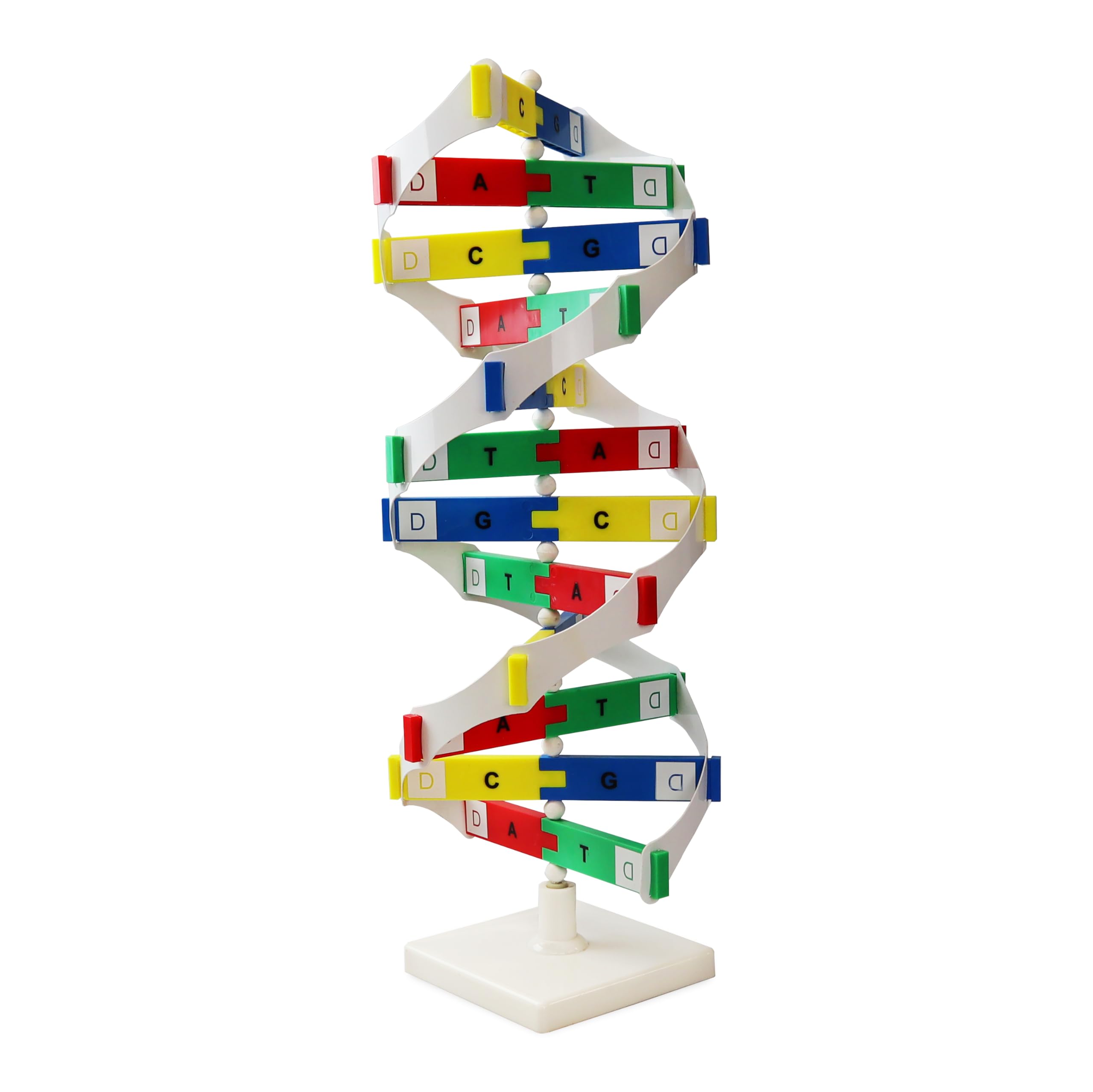 PARCOScientific PCM020 DNA Activity Model| Double Helix Structure Model | Mounted on Rotatable, Square Stand| Human Genes Learning Kit