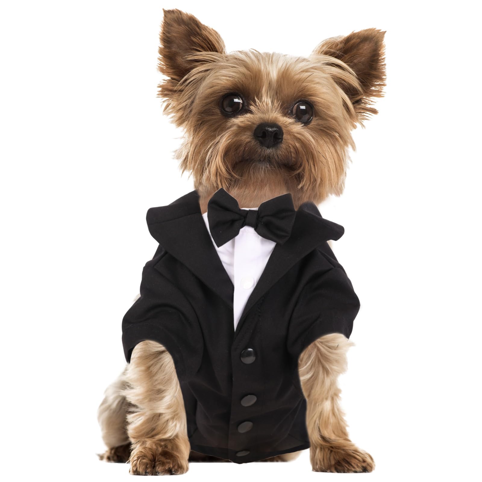 Imágenes de Cumpleaños De Perro | Descarga imágenes gratuitas en Unsplash, image size:1600x1600