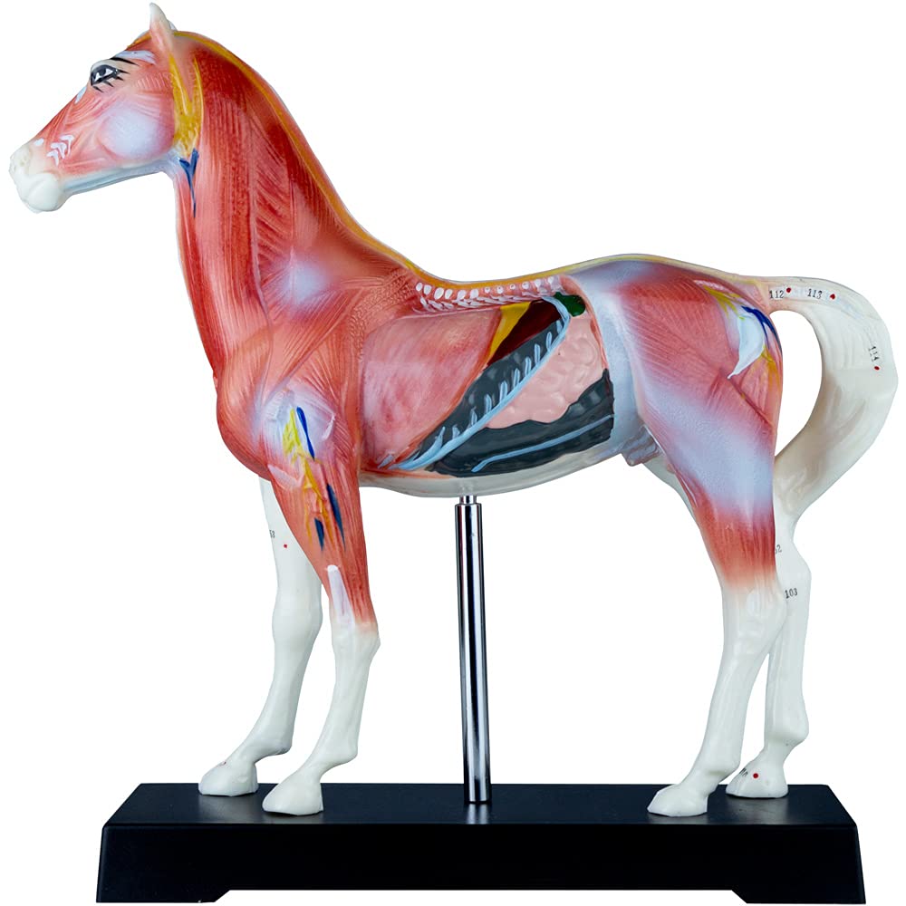 Akupunktur Anatomie Muskel TCM Modell Figur Akupunkturmodell Tier Auswahl Hund Rind Schwein Pferd Katze Muskelmodell, Tiermodell:Pferd