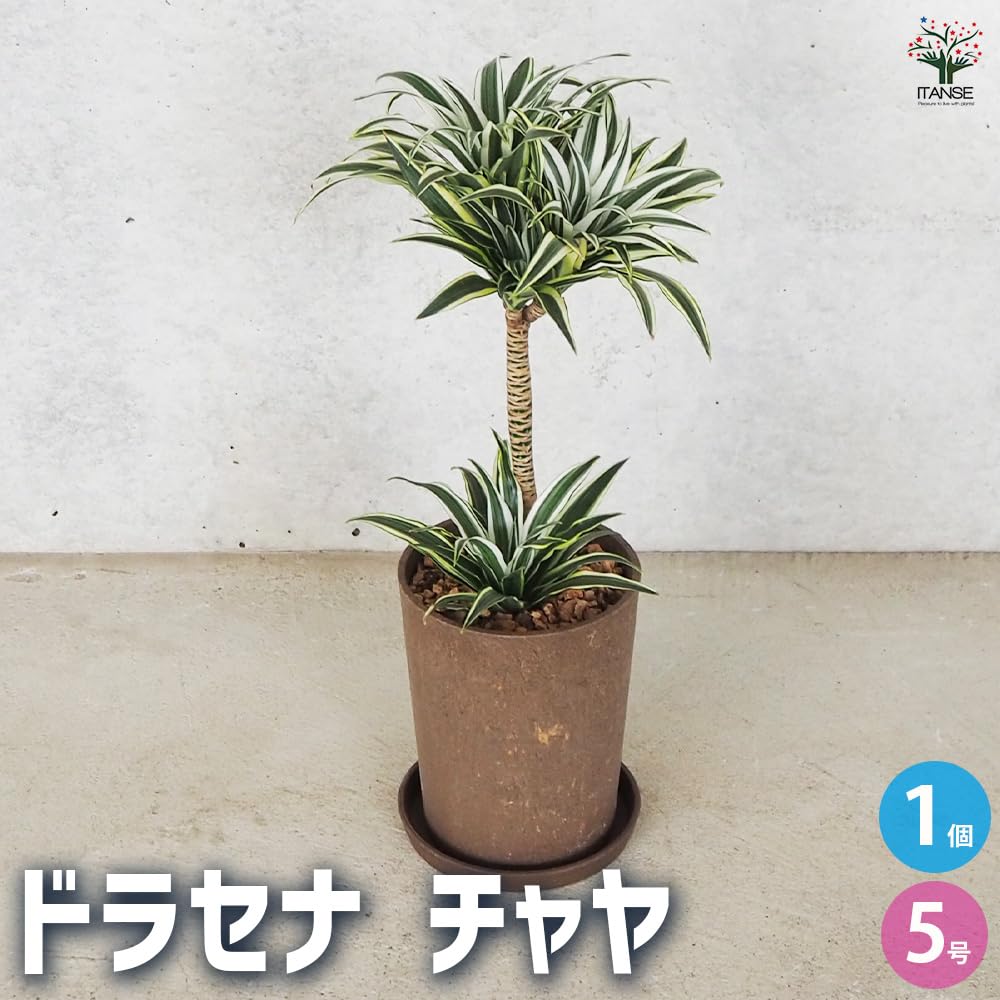 観葉植物 ドラセナ あと数日以内の出品です！