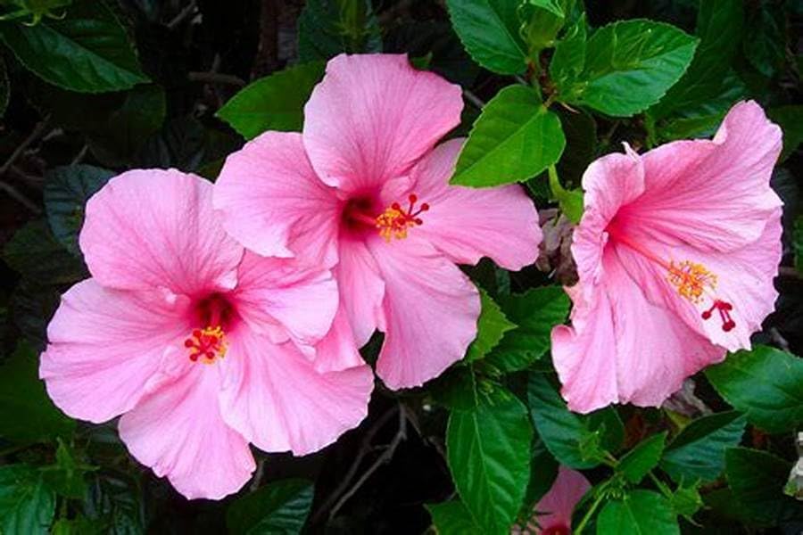 Image of Hibiscus Rosa-Sinensis Live Plant with Pot | Pink Gudhal Flowering Plant | Live Hibiscus Plant for Home Garden, Balcony & Terrace