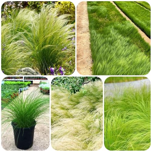 Semillas de pasto pluma, Stipa tenuissima, hierba ornamental resistente al invierno perenne semillas de plantas de hierba de plumas, Las plantas perennes son plantas perennes 300pcs