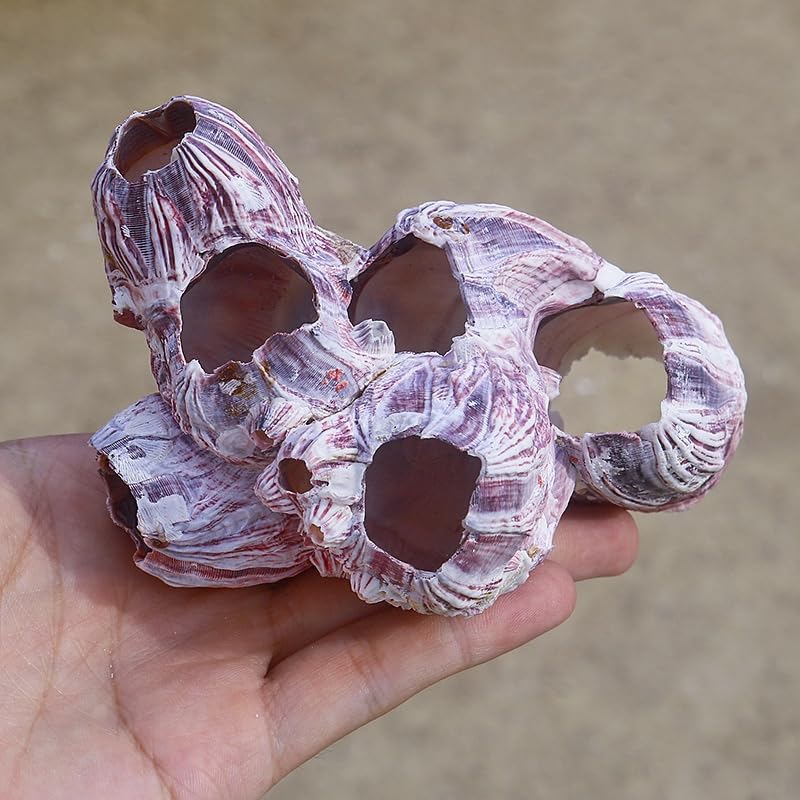 Image of YZHZOM Large Purple Barnacles Clusters, Aquarium Decor with Purple Coral for Fish Tank