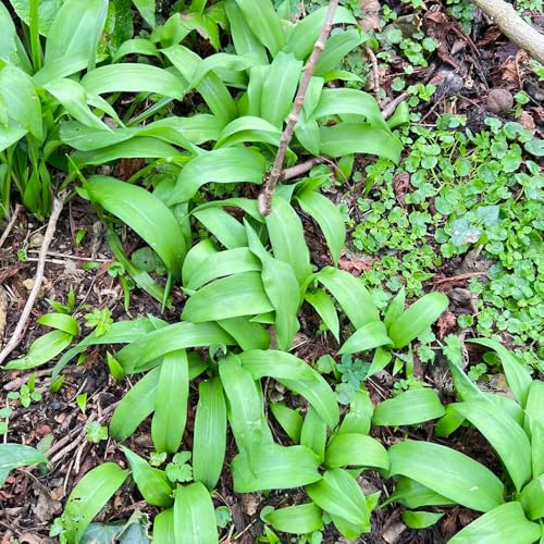 semillas de plantas de ajo silvestre, semillas de hortalizas Especias semillas de pasto ornamental semillas de plantas semillas organicas plantas de balcon especias jardín flores 100pcs