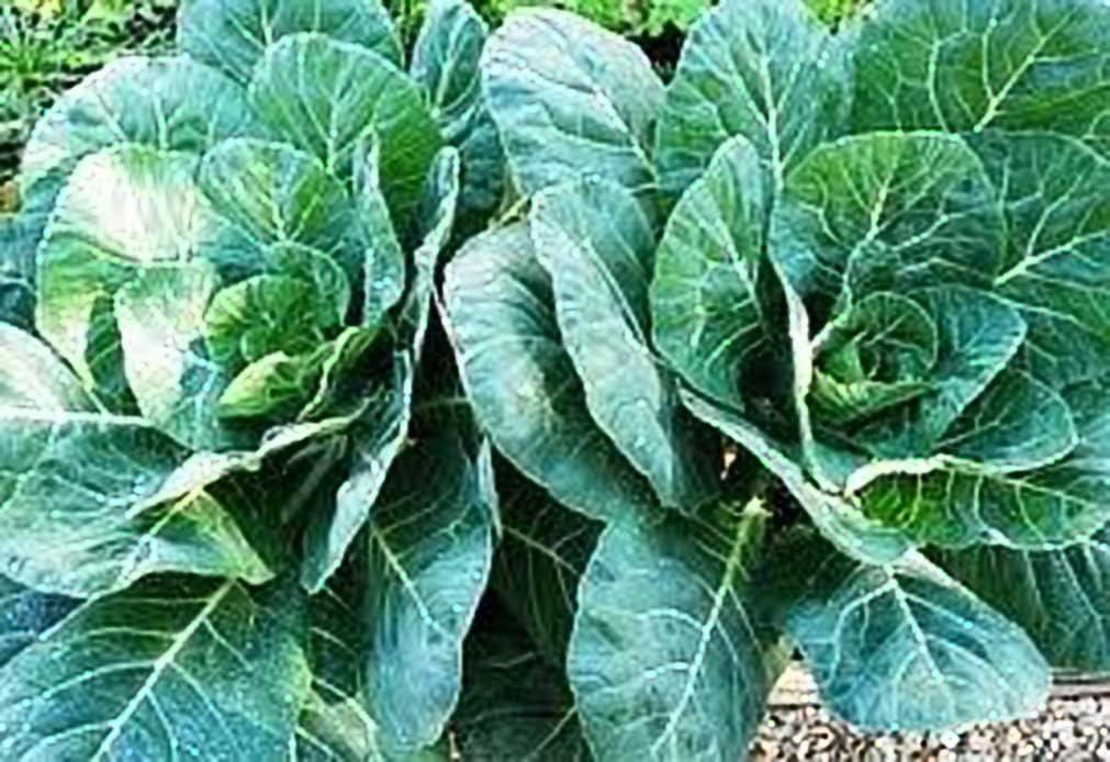 Collards Georgia Great Heirloom Vegetable by Seed Kingdom Bulk 5 Lb Seeds