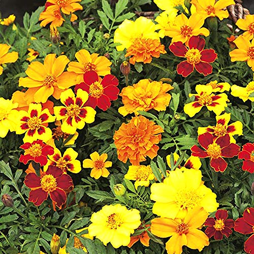 Image of Kraft Seeds Gate Garden Amaryllis Lily Flower Bulbs (Multicolour, Pack of 11) & French Marigold Flower Ks Spl Mix GMO-Free Seeds