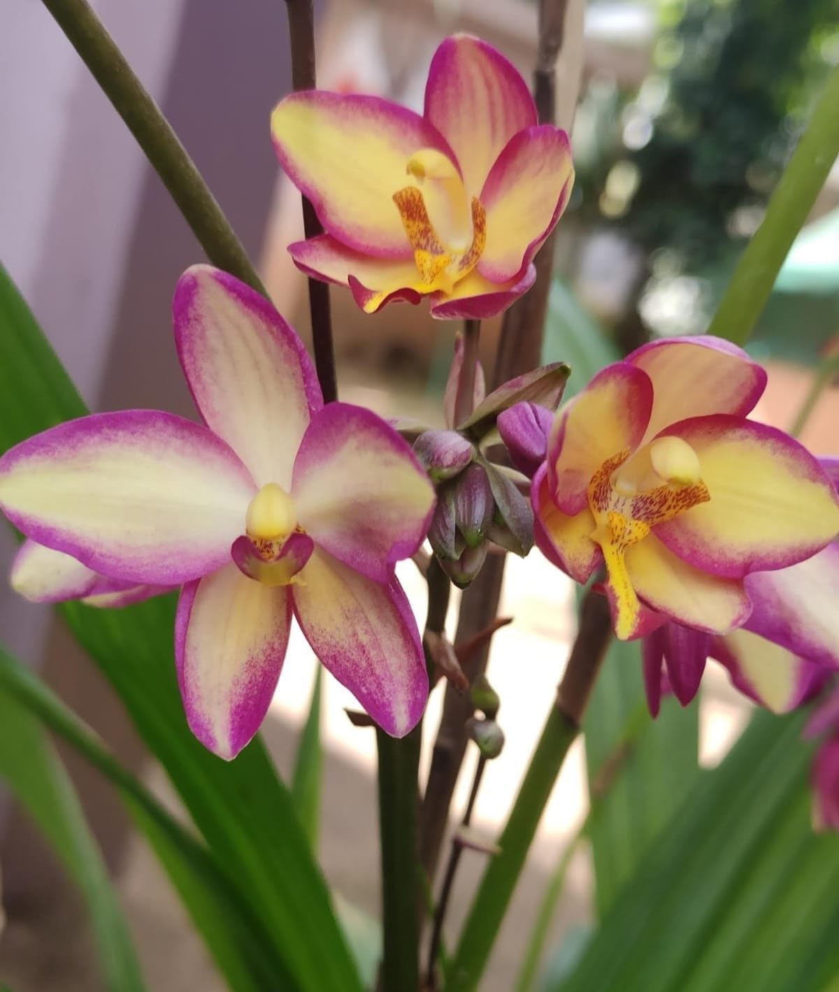 Evergreen Trader Ground Orchid Live Plant without pot (Purple Yellow strips) (B09MSLZ2DS) Amazon Price History, Amazon Price Tracker
