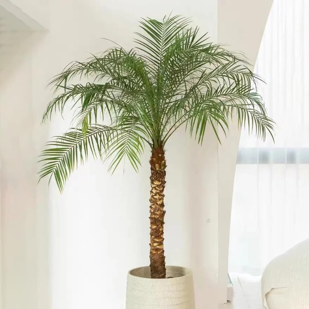 Palmensamen Winterhart DraußEn Chinesische Hanfpalme KüBelpflanzen