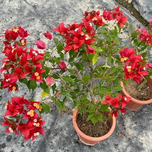 Perforando semillas de buganvillas resistentes para jardines, setos y arbustos, primavera, silvestres orgánicas para parterres, decoración 350pcs