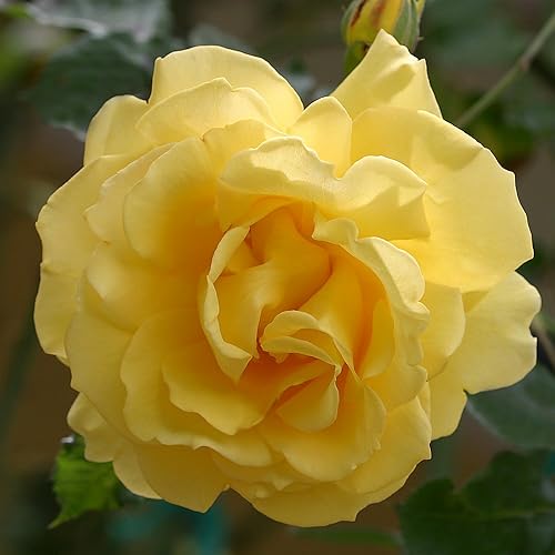 Heirloom Roses Rosa trepadora - CL Gold Badge Planta amarilla viva para plantar al aire libre