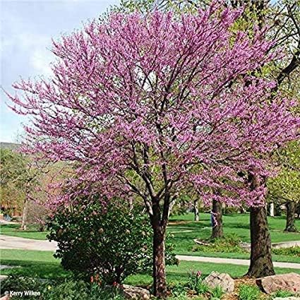 (3 Gallon Bare-Root) Redbud Tree, red Buds Open into Beautiful Purple Pink Flowers Appearing All Over The Tree and Even The Trunk in Early Spring