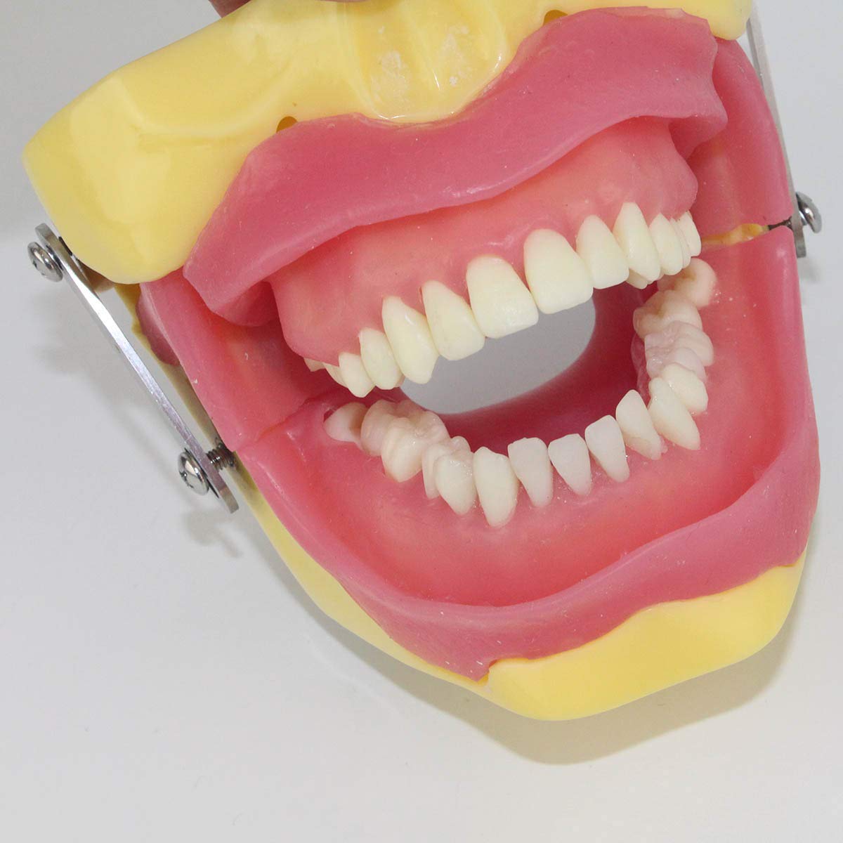 Sjdopulse Teeth Model For Education - Dental Teeth Model - Oral Surgery Anesthesia Tooth Extraction Operation Study Demonstration Model - For Medical Educational Training Aid