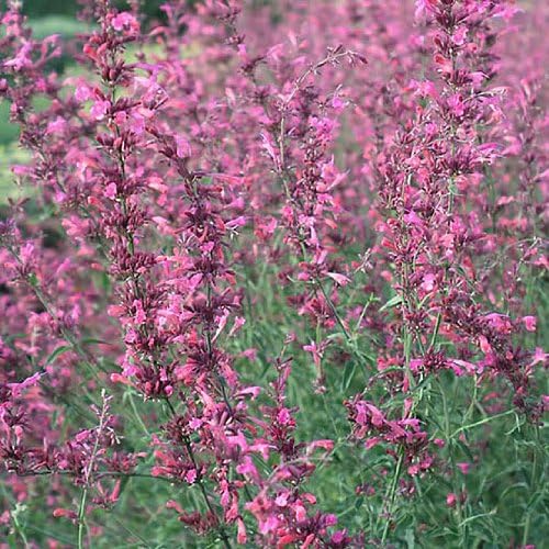 Miniatura 3 de 30 AGASTACHE Mix Agastache Aurantiaca Semillas de Flores