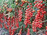 Seeds4planting - Seeds Vine Tomato Tall Grape Heirloom Vegetable Non GMO