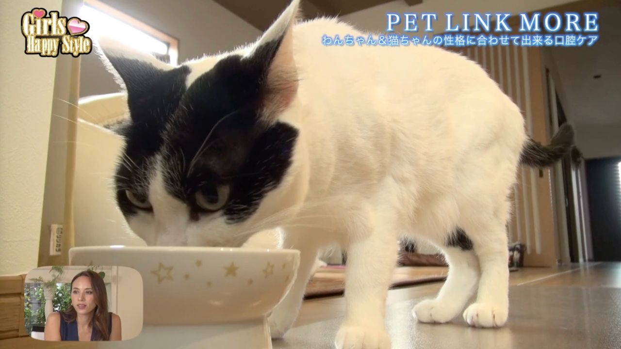 Amazon | PETLINKMORE 犬猫用 口腔ケアサプリ 【獣医師監修】食べる