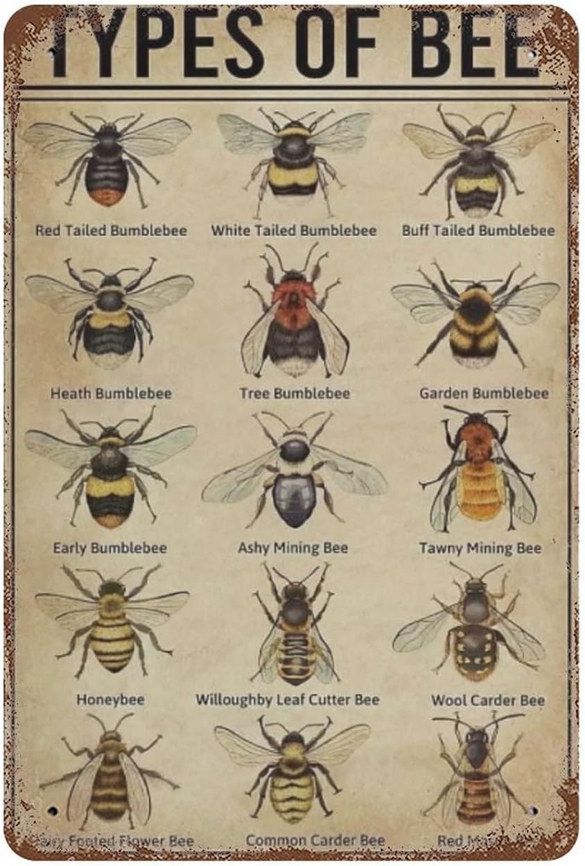 Nuboxx Boys Bee Species Poster Popular Science Children's Education Knowledge Art Plaque Bee Mens Womens Decorative Aluminum Sign Wall Sign Bar Restaurant Cafe Bar Sign Decoration 8X12 Inches
