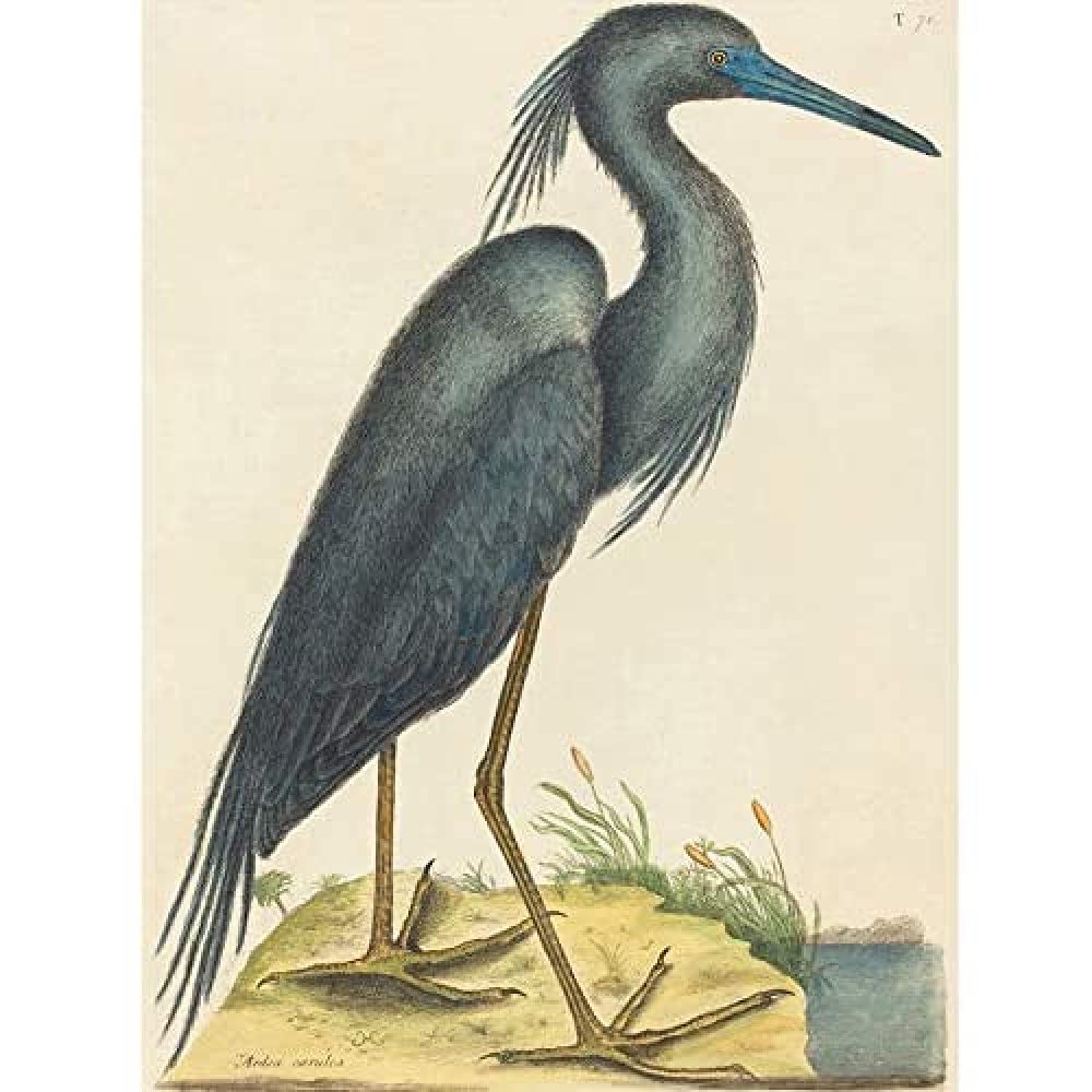Wee Blue Coo Catesby Blue Heron Unframed Wall Art Print Poster Home Decor Premium