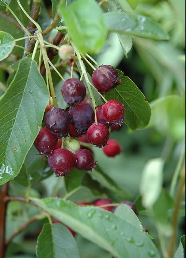 6-10' Tall Saskatoon Serviceberry 1 y.o. (Amelanchier) Bare Root Juneberry