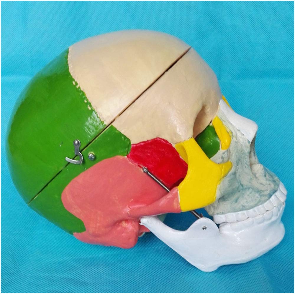 Modele medyczne czaszki w kolorze człowieka,naturalny rozmiar kolorowy ludzki Modele medyczne czaszki,medyczny anatomiczny ludzki Modele medyczne czaszki,materiał PCW,do nauki prezentacji nauczania