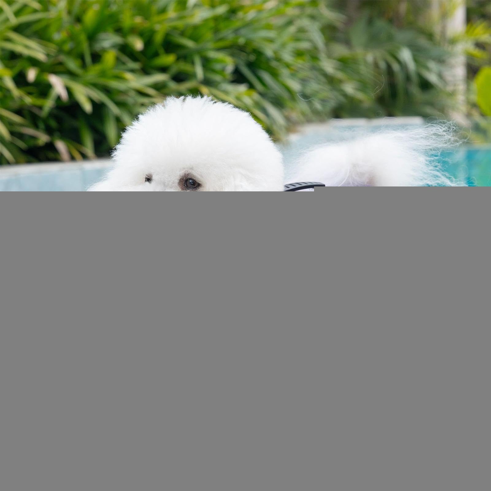 Gilet Flottant Pour Chien Maillot Bain Sécurité Haute Flottabilité
