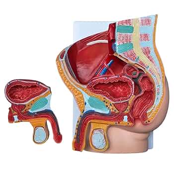 ゆー　モーション解剖アトラス 下肢・骨盤 61519puMcQL._UF350,350_QL50_.jpg