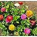 David's Garden Seeds Flower Zinnia Mixed Colors California Giants SL0987 (Multi) 500 Non-GMO, Heirloom Seeds