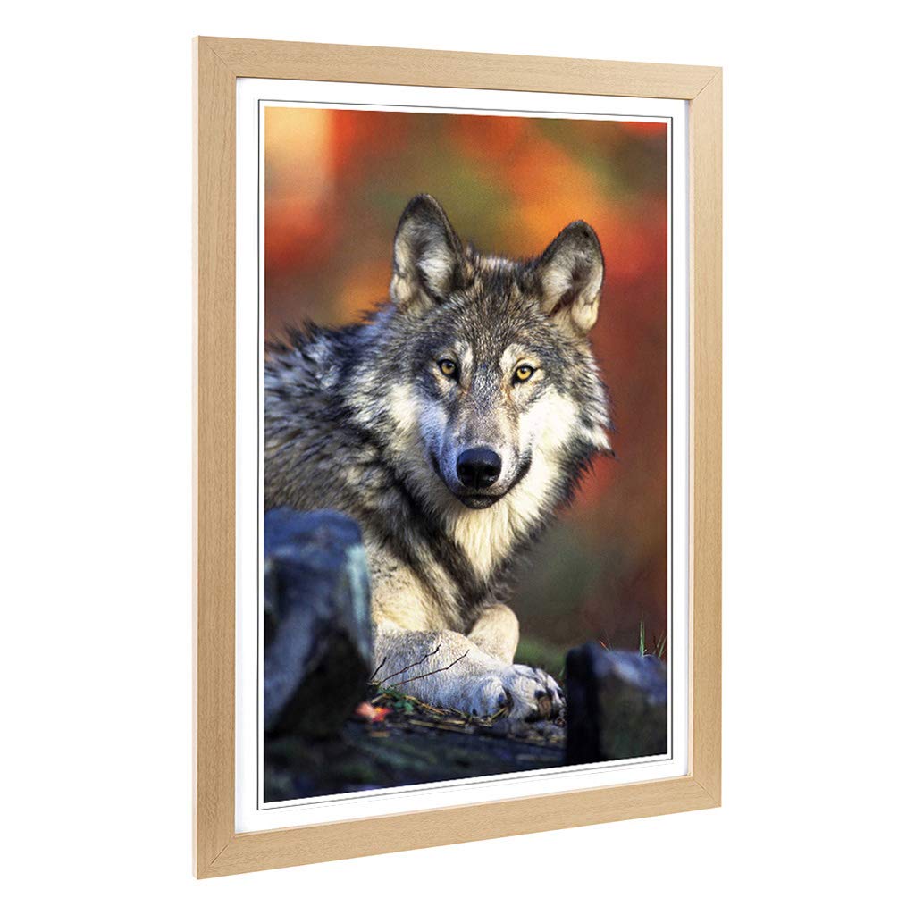 Big Box Art Framed Print of Wolf Resting Design | Wall Art Picture | Home Decor for Kitchen, Living, Dining Room, Lounge, Bedroom, Hallway, Office, Oak, A2 / 24.5x18 Inch / 62x45cm