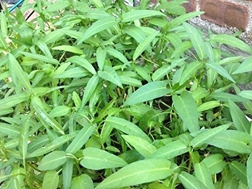 Water spinach seeds (500 seeds) (B0BWR5JYBD) Amazon Price History, Amazon Price Tracker