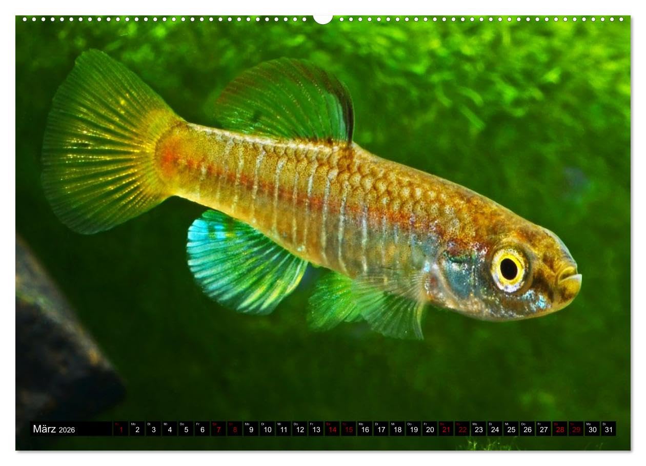 Outdoor-Aquaristik (Wandkalender 2026 DIN A2 quer), CALVENDO Monatskalender: Freiland-Fische für Terrasse, Balkon und Garten