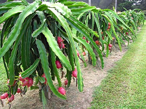 1214-Dragon Fruit, Mixed Red-White (Pitaya Blanca,Roja) Seeds By Robsrareandgiantseeds Upc0764425788676 Non-Gmo,Organic,Historic Plants, Bonsai, Tropical Fruit,Cactus, Betacyanins Package Of 15 Seeds #TOP6