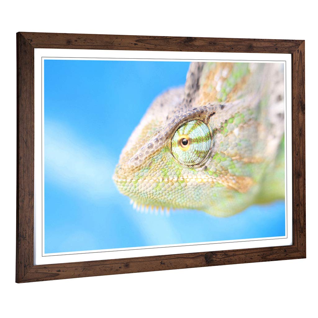 Big Box Art Framed Print of Chameleon Lizard Reptile (1) Design | Wall Art Picture | Home Decor for Kitchen, Living, Dining Room, Bedroom, Hallway, Office, Walnut, A2 / 24.5x18 Inch / 62x45cm