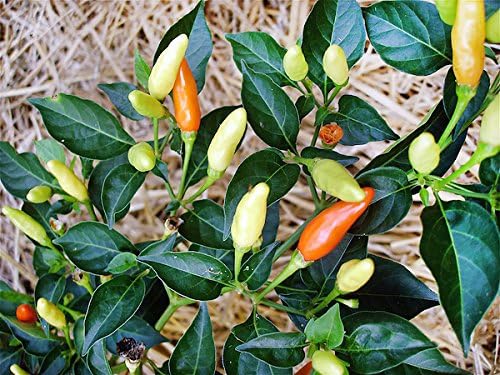 Miniatura 5 de Más de 30 semillas de pimiento picante Tabasco Heirloom de chile rojo sin OMG, picante, rico sabor, productivo, de Estados Unidos HARLEY SEEDS
