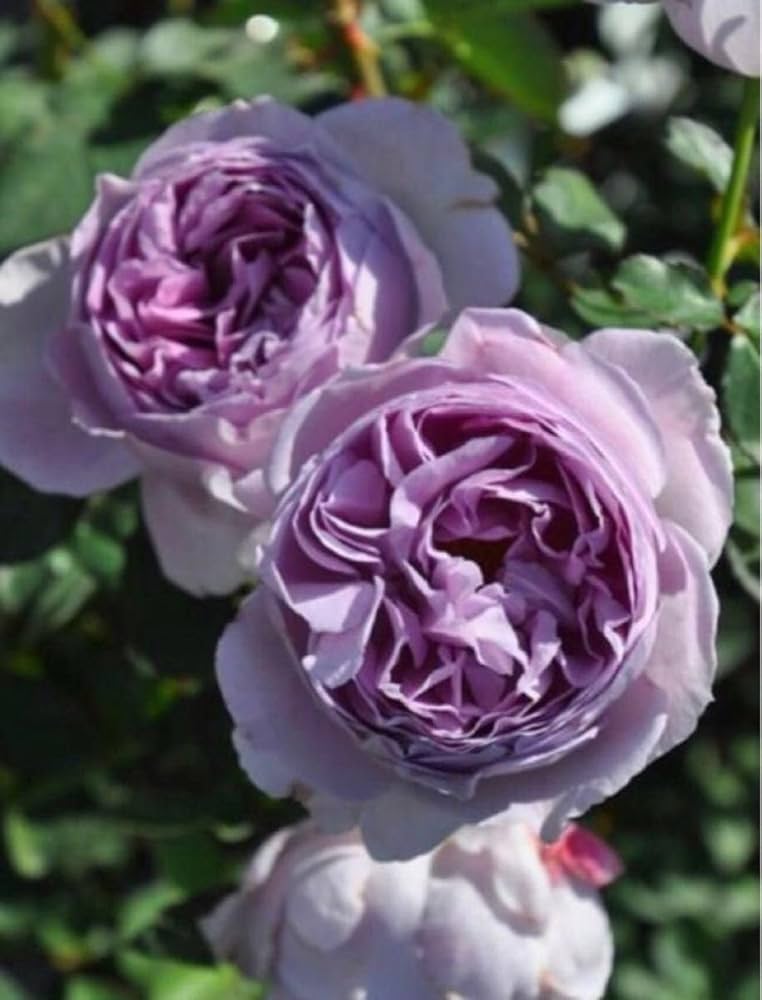 Amazon.co.jp: バラ 苗 藤色 青薔薇 初心者向き : DIY・工具