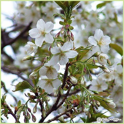 Amazon 桜 サクラ 苗木 大島桜 花