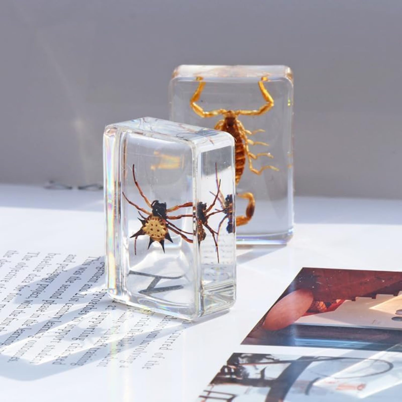 Insectos en Resina preservados, colección de especímenes, pisapapeles de Resina Transparente, decoración