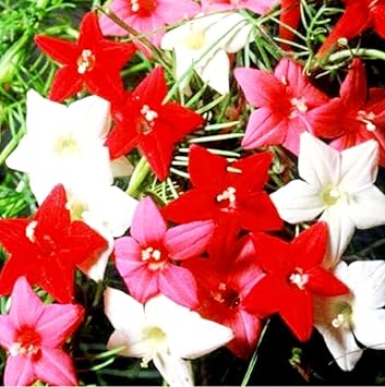 40 Cypress Vine Seeds Ipomoea Quamoclit Flower Climbing Cardinal Creeper Seeds