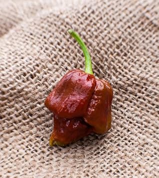 Chocolate Trinidad Scorpion Hot Pepper Premium Seed Packet + More