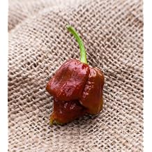 Chocolate Trinidad Scorpion Hot Pepper Premium Seed Packet + More