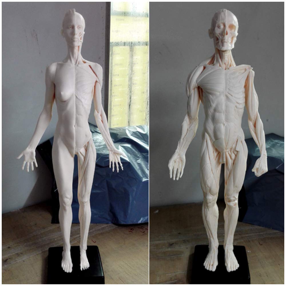 YNIYUJKL 60Cm Human Body Anatomy Figure - Human Anatomical Muscle Bone Model - Art Mannequin Muscle Musculoskeletal Structure Of Painting Sculpture - Reference For Artist,A
