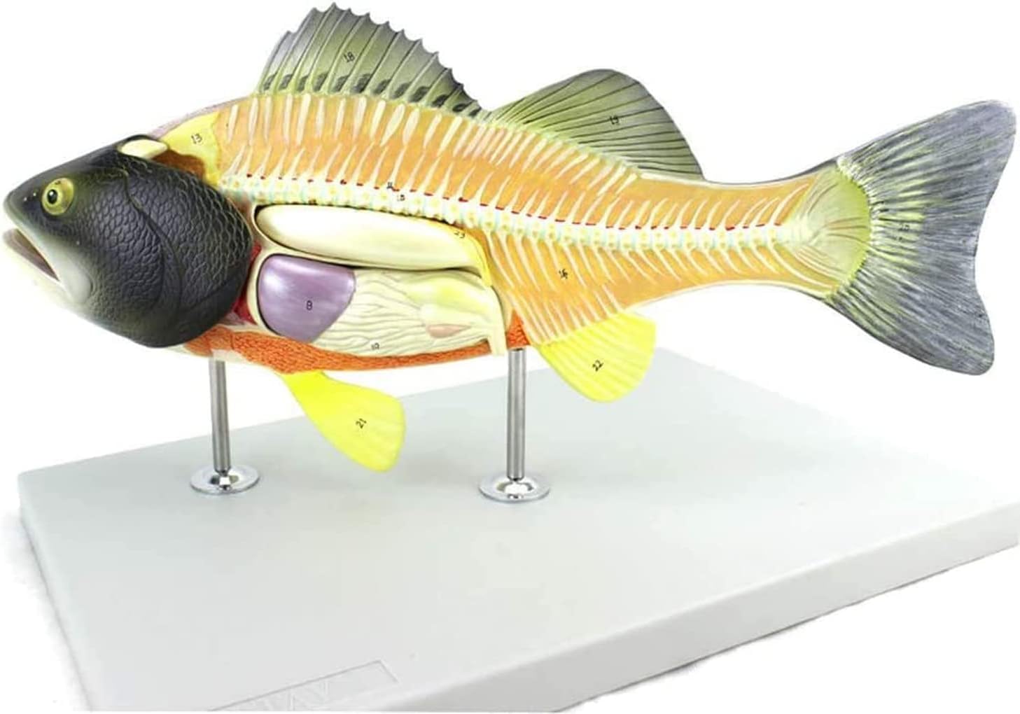 Modelo de anatomía de pez, Modelo anatómico de Perca, anatomía de órganos internos, acuicultura, biología, Experimento didáctico, Animal Desmontable