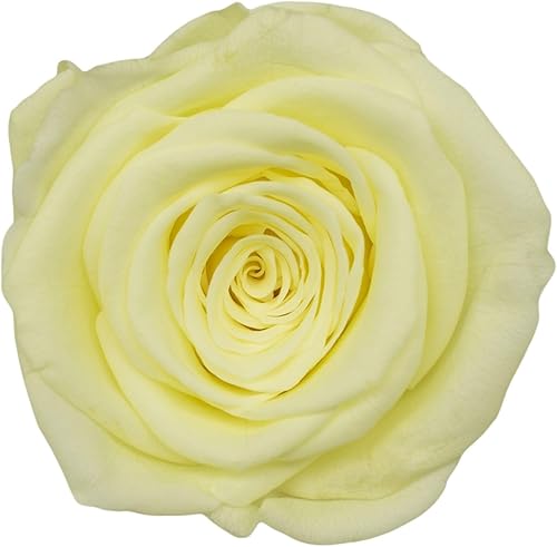 Vista 38 de Cabeza de rosa preservada de grado A de 5 a 2.4 in, cabeza de rosa real, cabeza de rosa eterna, cabeza de rosa natural, cabezas de rosa que duran